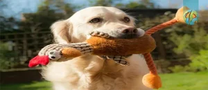 عروسک مناسب برای سگ های خانگی
